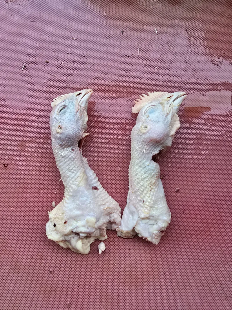 Kepala Ayam