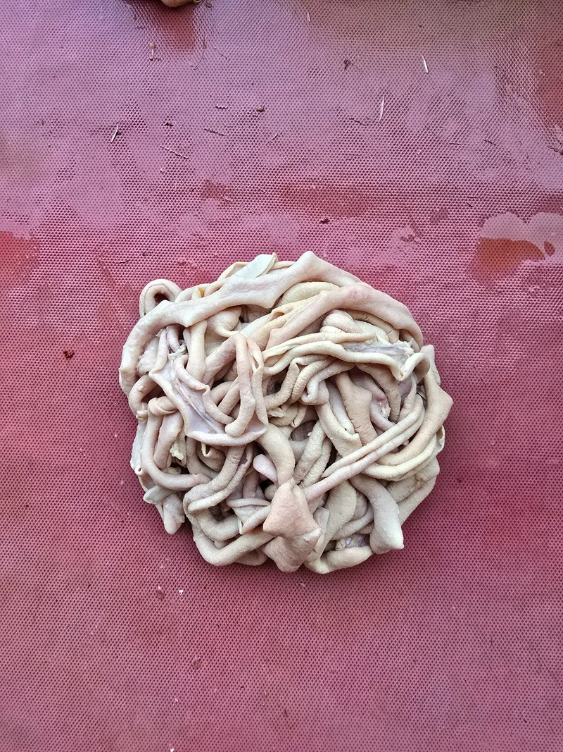 Usus Ayam